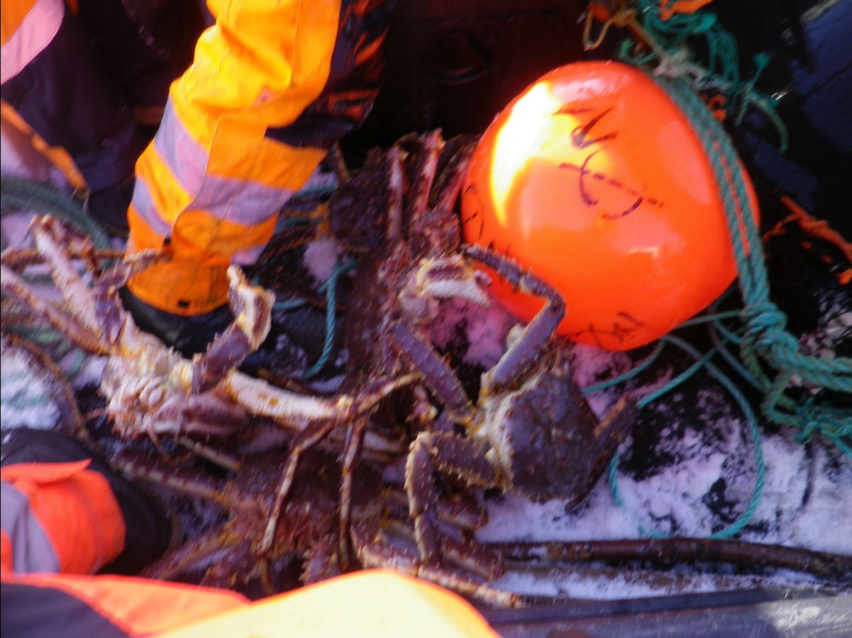 King Crab023